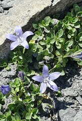 Campanula cenisia