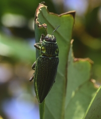 Chrysodema dalmanni