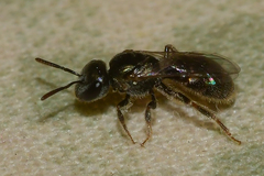 Lasioglossum imitatum