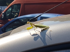 Hierodula transcaucasica