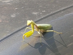 Hierodula transcaucasica