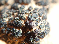 Enchylium coccophorum