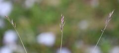Festuca rupicaprina