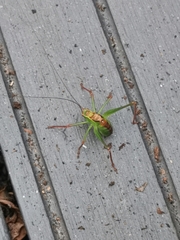 Leptophyes punctatissima