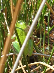 Hyla felixarabica