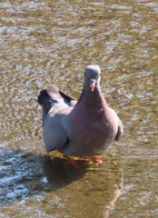 Columba oenas