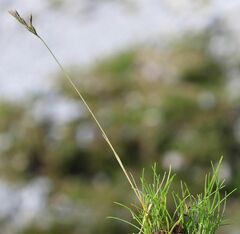 Festuca rupicaprina