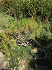 Euryops arabicus
