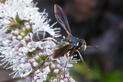 Physocephala sagittaria