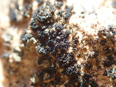 Enchylium coccophorum