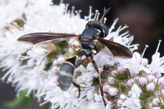 Physocephala sagittaria