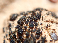 Enchylium coccophorum