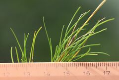 Festuca rupicaprina