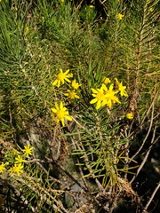 Euryops arabicus