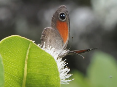 Cassionympha cassius