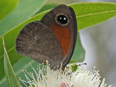 Cassionympha cassius