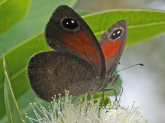 Cassionympha cassius