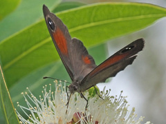 Cassionympha cassius