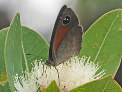 Cassionympha cassius