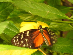Heliconius hecale