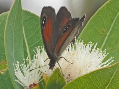 Cassionympha cassius