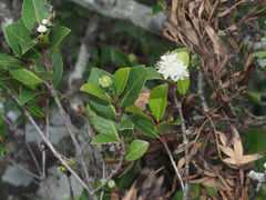 Pseudoscolopia polyantha