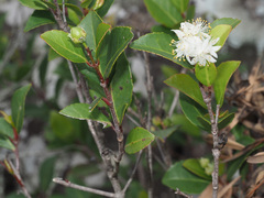 Pseudoscolopia polyantha