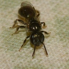 Lasioglossum imitatum