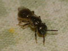 Lasioglossum imitatum