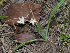 Hypoxis nivea