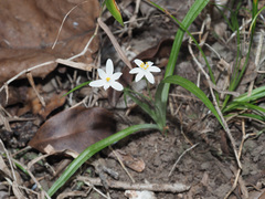 Hypoxis nivea