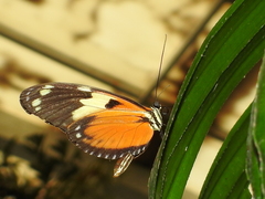 Heliconius hecale