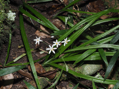 Hypoxis nivea