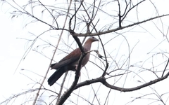 Columba punicea