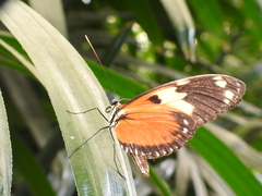 Heliconius hecale