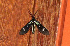 Leucotmemis nexa
