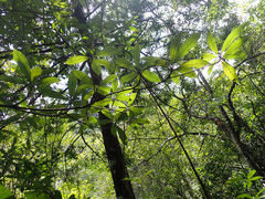 Englerophytum natalense