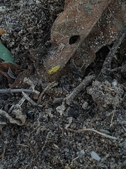 Psyllobora vigintiduopunctata