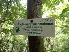 Englerophytum natalense