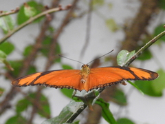 Dryas iulia