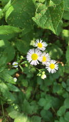 Erigeron annuus
