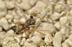 Leptorchestes berolinensis