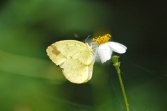 Eurema blanda arsakia