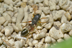 Leptorchestes berolinensis
