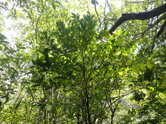 Buxus natalensis