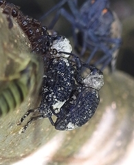 Eucryptorrhynchus brandti