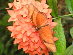 Dryas iulia