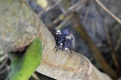 Eucryptorrhynchus brandti