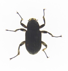 Grouvellinus marginatus