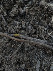 Psyllobora vigintiduopunctata